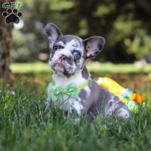 Patrick, French Bulldog Puppy